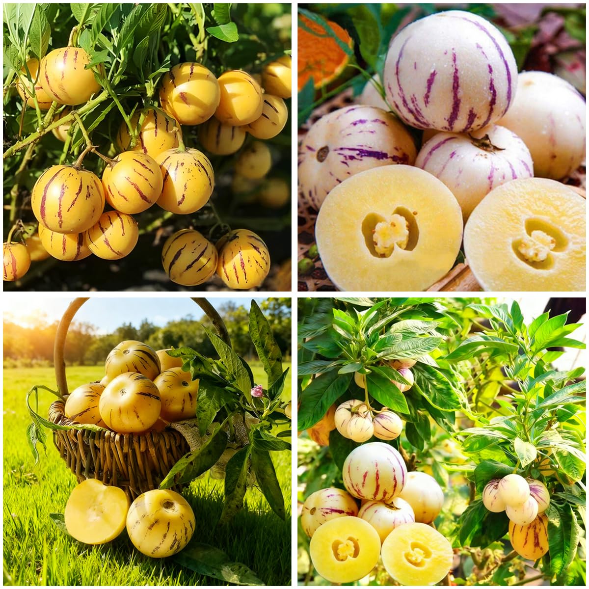 Amazon.com : Mixrug 30+ Pepino Melon Seeds for Planting,Sweet